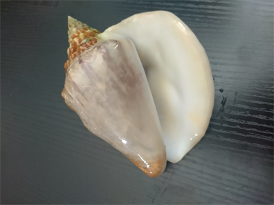 Beautiful Milk Conch Shell 